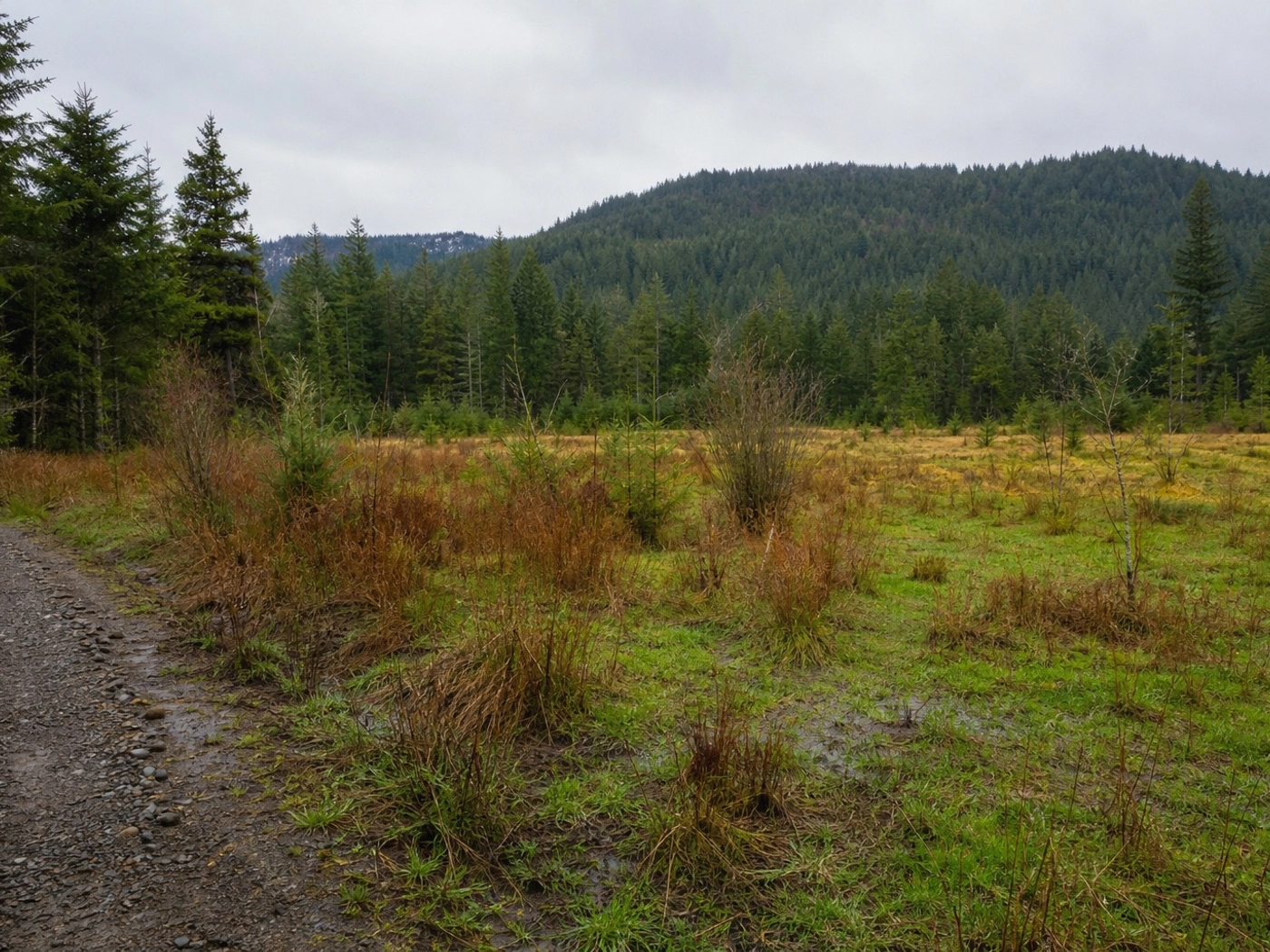 Timber Acreage in Whatcom County